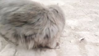Gray cat