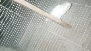 Caged birds