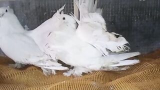 American young pair