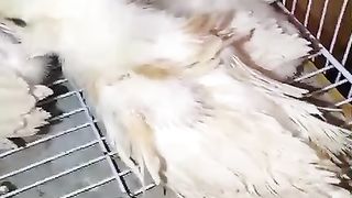 The breeder of