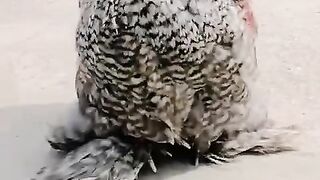 Nspotted birds