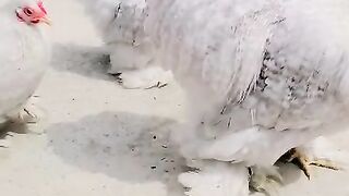 These birds are of different