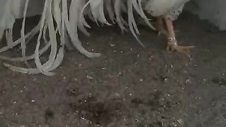 A white long tail