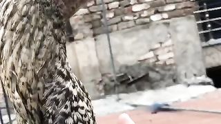 The spots on the