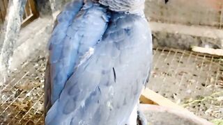 The beautiful parrots