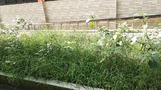 plants that are inferior to weeds