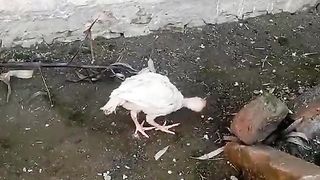 White is not