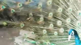 The tail feathers