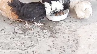 Eating together ll from pot