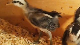 The little beautiful birds and
