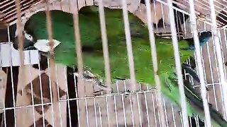 The parrotcaged