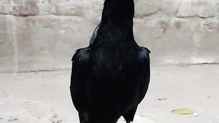 The black hen looks where