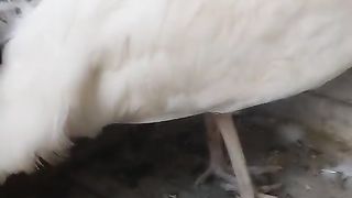 They are white and very good