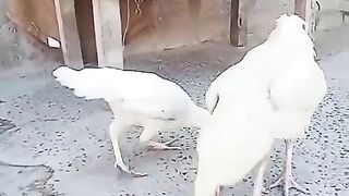White in a lawn