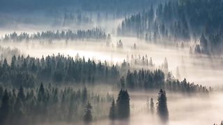 The harsh taiga does not forgive the stupid and cruel.