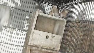 Parrotbv
