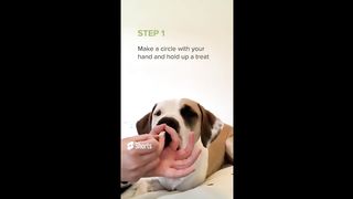 How training your dog? how to train your dog to stay? Let’s raise healthy and happy pets together.