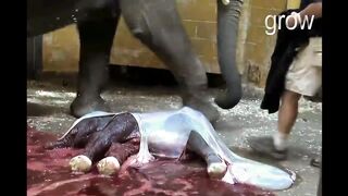 Elephant birth