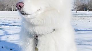 Husky in the snow