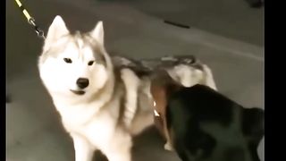 HAPPY NEW YEAR ????????✨????II Pitbull, Doberman and Huskey II #pitbull #pitbull #lovers II????????????????????‍????.