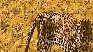 Animals defeat death