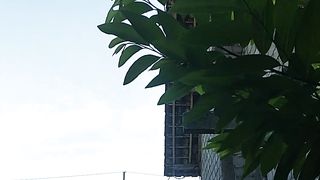green leaves and beautiful evening sky