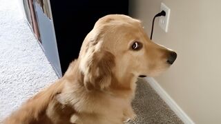 New Funny Animals |Best Funny Dogs and Cats Videos Of The Week