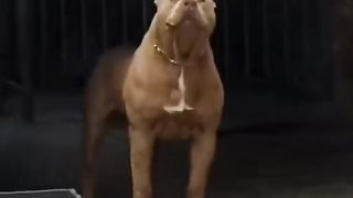 The Best Dog ever.