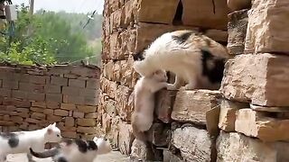 Cats Funny