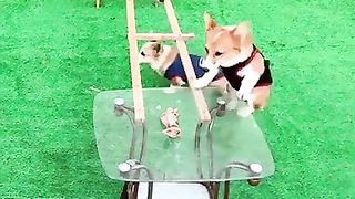Corgi are trying to get to the yummy