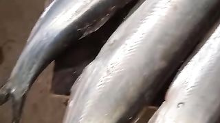 جدید سمک کویت