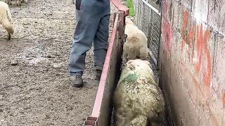 Sorting Ewes and Lambs.