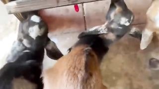 Untangling Baby Goats.