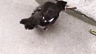 Birds are fed by their parents in their infancy.