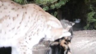 A house cat who broke into a Lynx's cage: