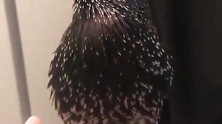 European starlings are so good at mimicry, they can even do human speech.