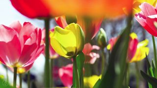 Beauty of the spring