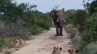 When lions meet an elephant ????