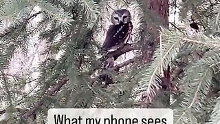 A beautiful shot of a Northern Saw-Whet Owl????