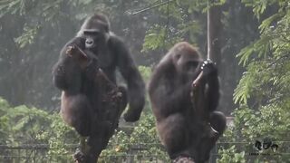Gorilla annoying her sister