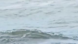 Oh nothing, just an Alligator chilling in the ocean ????????