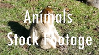 Wildlife