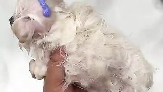 What I didn’t plan to do turned out to be so cute. Do you think I’ve earned it_ Cute pet debut plan.