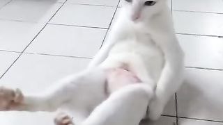 Cat yoga