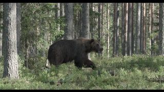 A big brown bear walks in the old forest. 4K HDR