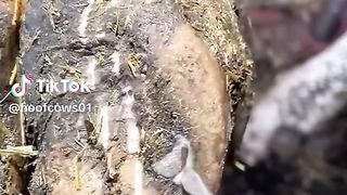 A Nail stuck in Cow’s Hoof