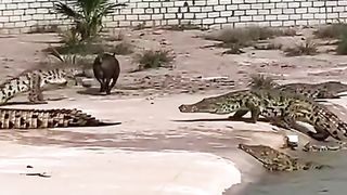 Crocodile farm, food is pigs