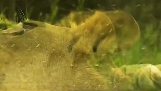 The lion in the krumunin flies