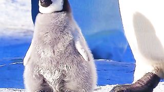 Cute penguin chicks are targeted by Orca whales