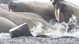 Polar bears prey on walruses